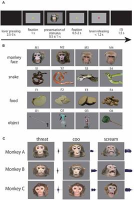 Potent and Quick Responses to Conspecific Faces and Snakes in the Anterior Cingulate Cortex of Monkeys